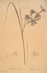 Gladiolus ringens