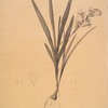 Gladiolus Xanthospilus