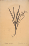Gladiolus Xanthospilus