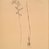 Gladiolus orobanche