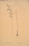 Gladiolus orobanche