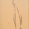 Ixia polystachia