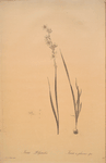 Ixia polystachia