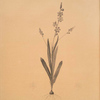 Ixia scillaris