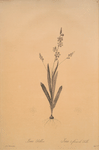 Ixia scillaris
