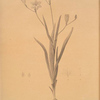 Ixia bulbifera