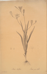 Ixia bulbifera