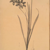 Ixia tricolor