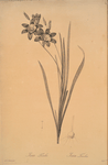 Ixia tricolor
