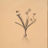 Scilla amoena