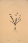Scilla amoena