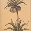 Fritillaria imperialis
