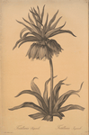 Fritillaria imperialis
