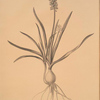 Muscari ambrosiacum