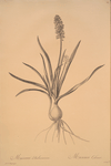 Muscari ambrosiacum
