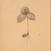 Trillium sessile