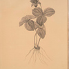 Trillium rhomboideum
