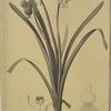 Leucoium aestivum