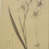 Gladiolus cuspidatus