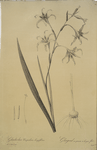 Gladiolus cuspidatus