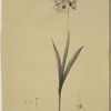 Ixia maculata