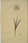 Ixia maculata