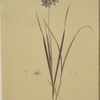Ixia conica