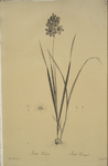 Ixia conica