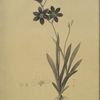 Ixia grandiflora