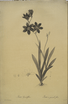 Ixia grandiflora
