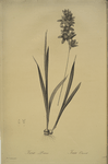 Ixia patens