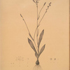 Gladiolus junceus