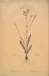 Gladiolus junceus