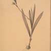 Gladiolus mucronatus