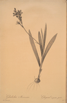 Gladiolus mucronatus