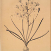 Ornithogalum umbellatum