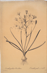 Ornithogalum umbellatum