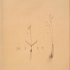Leucoïum trichophyllum