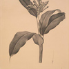 Heliconia psittacorum
