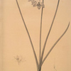 Narcissus odorus
