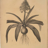 Scilla peruviana