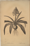 Scilla peruviana