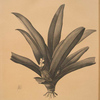 Tradescantia discolor
