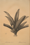 Tradescantia discolor