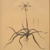 Hypoxis stellata