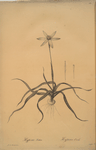Hypoxis stellata