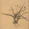 Hypoxis sobolifera