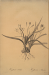 Hypoxis sobolifera