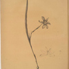 Sisyrinchium elegans