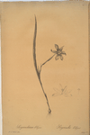 Sisyrinchium elegans
